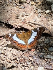Moduza procris milonia