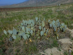 Opuntia basilaris treleasei