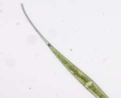 Closterium kuetzingii