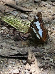 Moduza procris milonia
