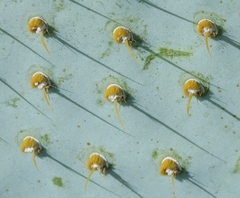 Opuntia basilaris treleasei