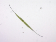 Closterium kuetzingii