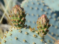 Opuntia basilaris treleasei