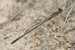 Enallagma dubium