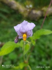 Solanum caripense