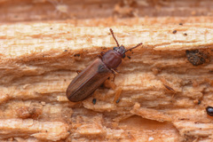 Pediacus