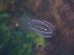 Bolinopsis microptera