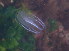 Bolinopsis microptera