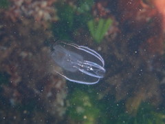 Bolinopsis microptera