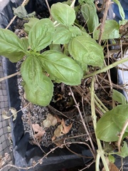 Ocimum basilicum