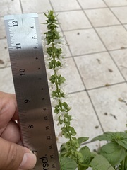 Ocimum basilicum