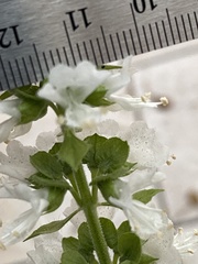Ocimum basilicum