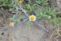 Erigeron procumbens