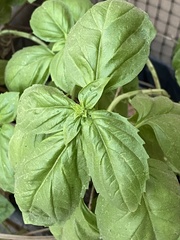 Ocimum basilicum