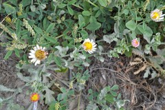Erigeron procumbens