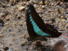 Graphium sarpedon luctatius