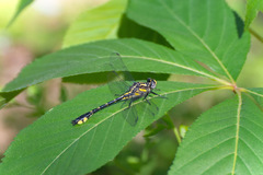 Hylogomphus abbreviatus