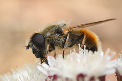 Cheilosia grossa