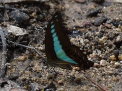 Graphium sarpedon luctatius