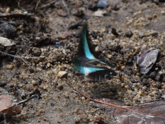 Graphium sarpedon luctatius