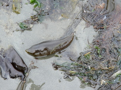 Adenocystis utricularis