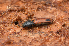 Ampedus occidentalis