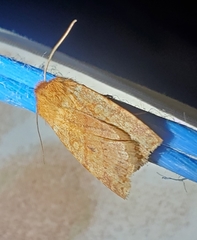 Pyreferra hesperidago