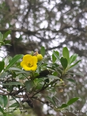 Columellia oblonga