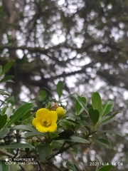 Columellia oblonga