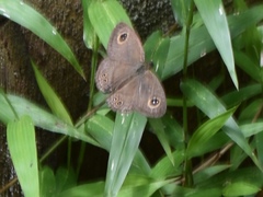 Ypthima pandocus corticaria