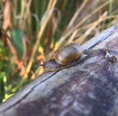 Plectostylus chilensis