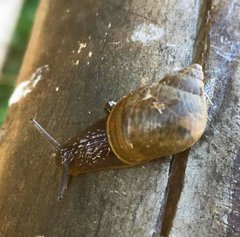 Plectostylus chilensis