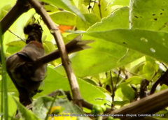 Synallaxis subpudica