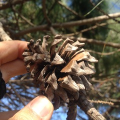 Pinus pseudostrobus apulcensis