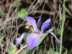 Iris savannarum