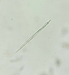 Lepocinclis cyclidiopsis