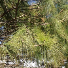 Pinus pseudostrobus apulcensis