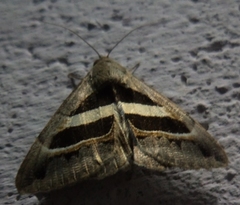 Grammodes geometrica