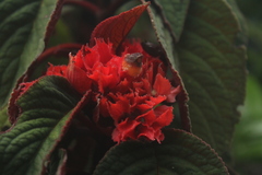 Corytoplectus congestus