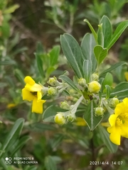 Columellia oblonga