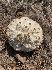 Calvatia sculpta