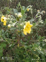 Columellia oblonga