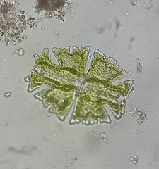 Micrasterias americana