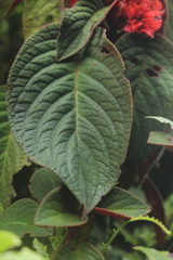 Corytoplectus congestus