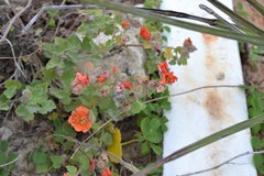 Sphaeralcea lindheimeri