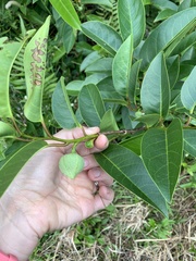Annona glabra