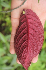 Corytoplectus congestus