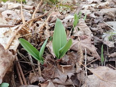 Allium tricoccum