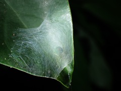 Bijoaraneus mitificus