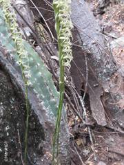 Mesadenus polyanthus